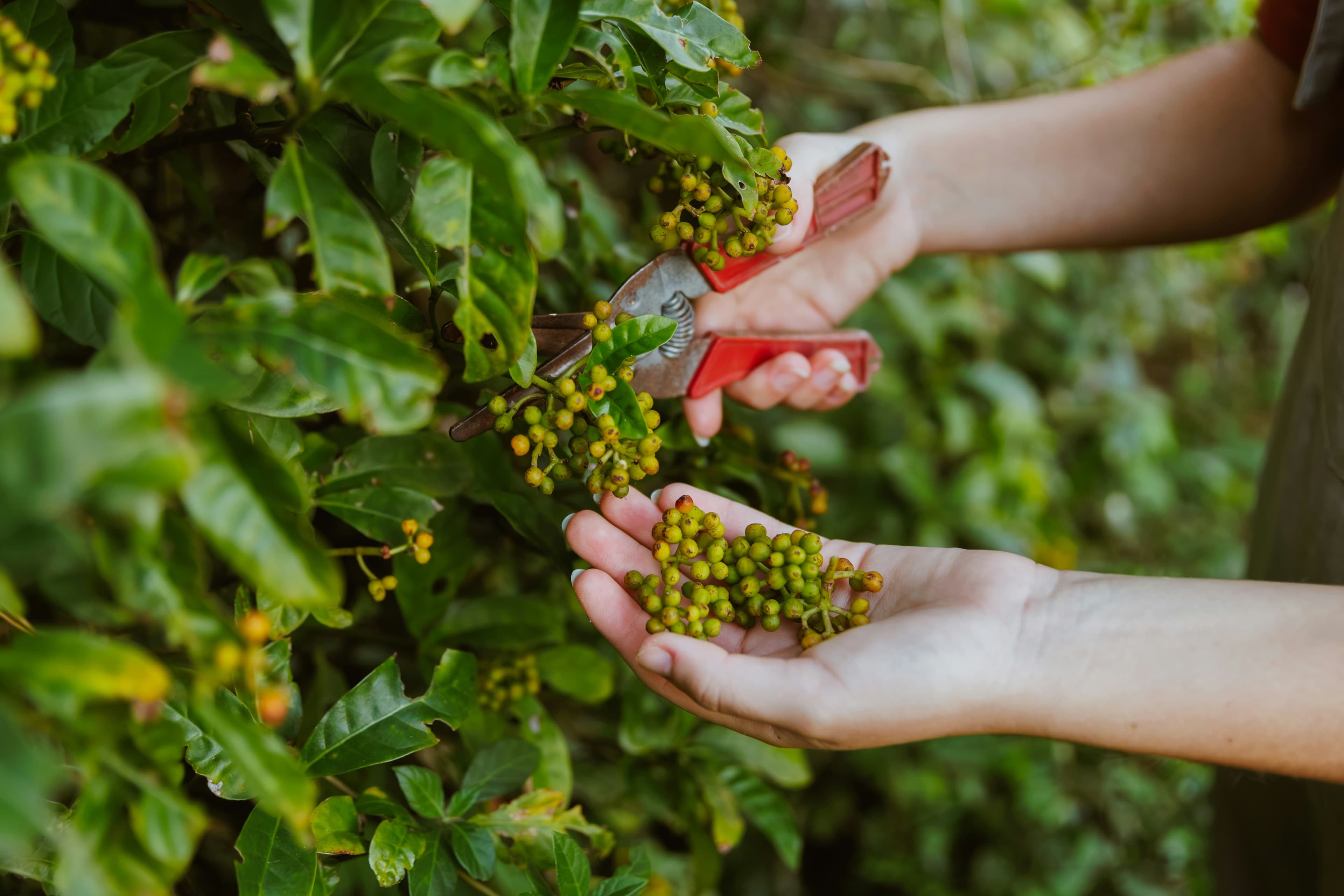 Olive harvest